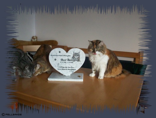 Fellbandes schnurrt Bärlis Gedenkstein an! Fellbandes schnurrt Bärlis Gedenkstein an!