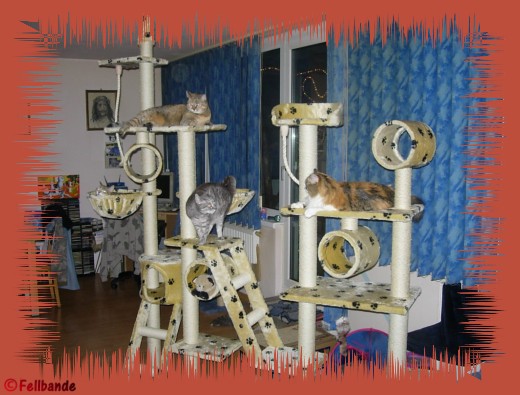 Fellbandes Kratzbaum!